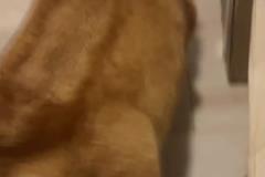 静雨：科尔把常规赛的哲学用到了季后赛 这时候要硬碰硬打身体的